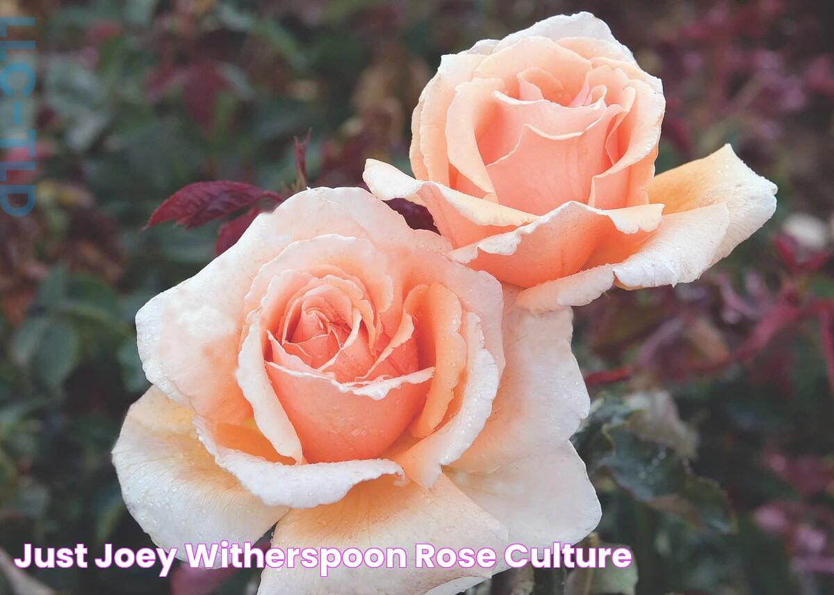 Just Joey Witherspoon Rose Culture