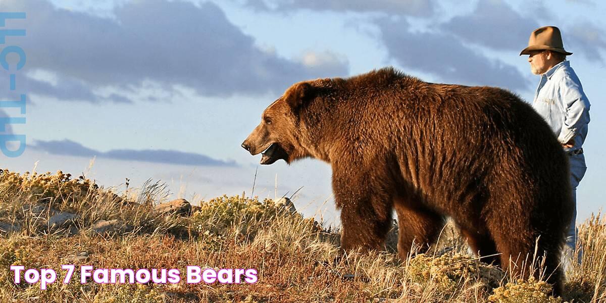 Top 7 Famous Bears