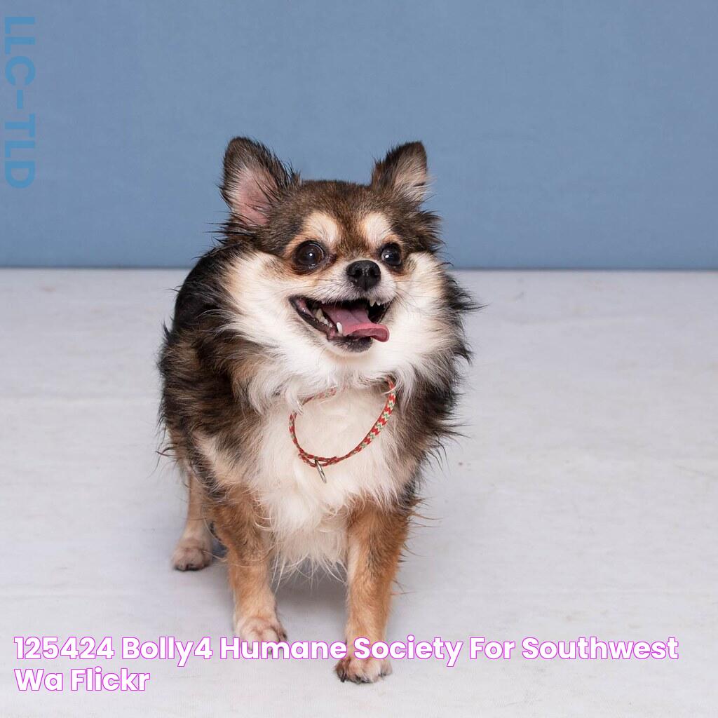 125424_Bolly4 Humane Society for Southwest WA Flickr