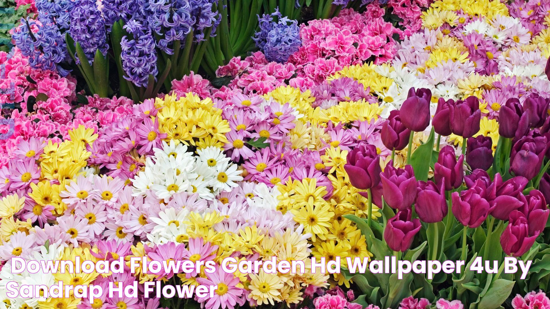 🔥 Download Flowers Garden HD Wallpaper 4u by sandrap HD Flower