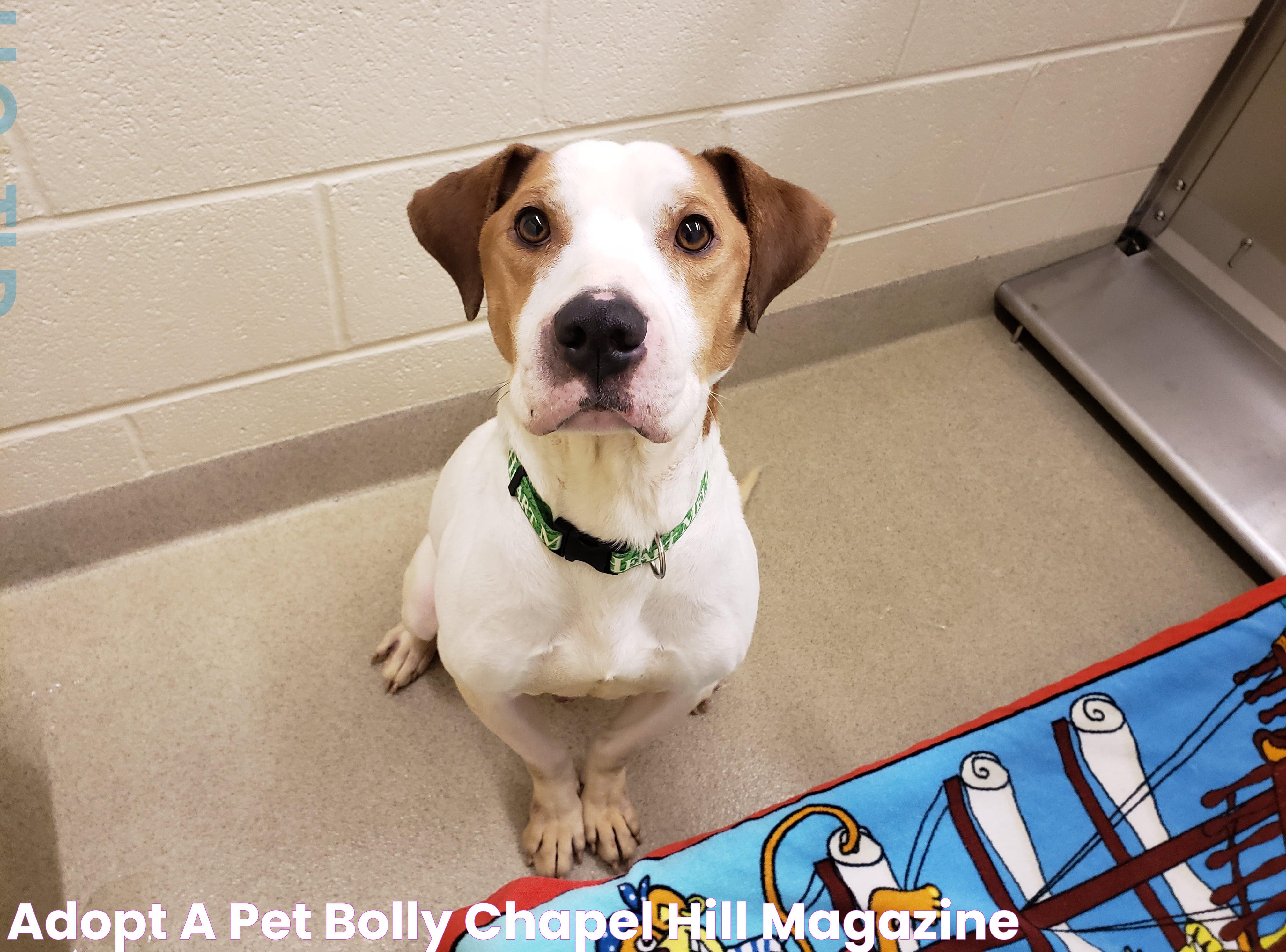 Adopt a Pet Bolly Chapel Hill Magazine