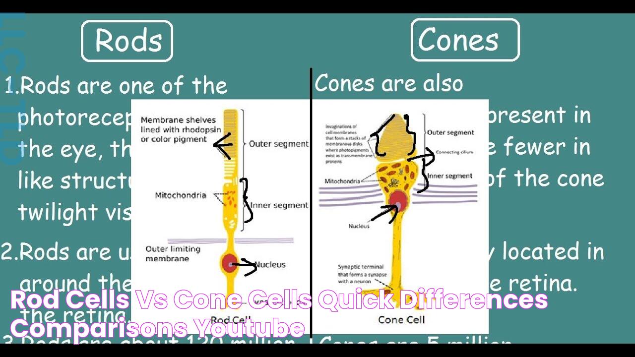 Rod cells vs Cone cells Quick Differences & Comparisons YouTube