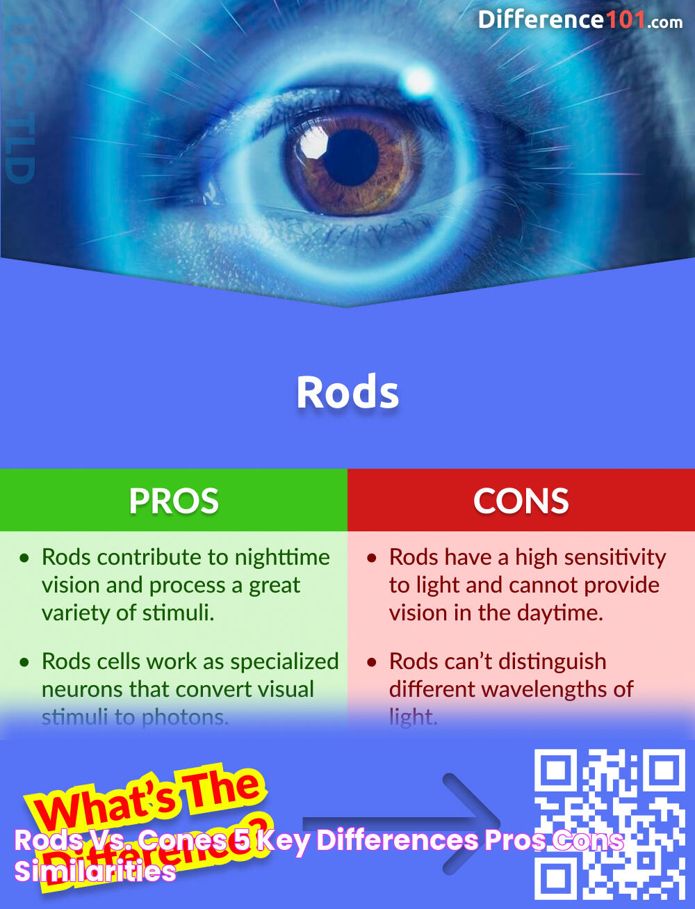 Understand The Key Differences Between Rods And Cones In Your Eyes