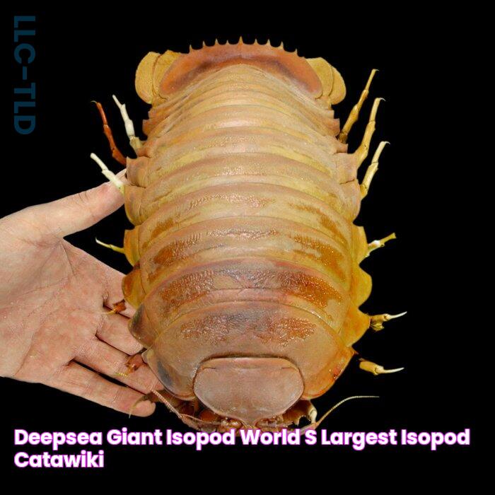 DeepSea Giant Isopod world's largest Isopod Catawiki