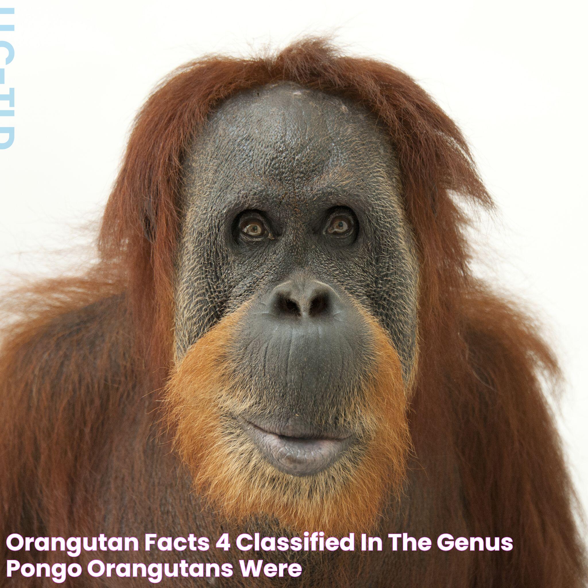 Unveiling The Remarkable IQ Of Orangutans: A Comprehensive Analysis