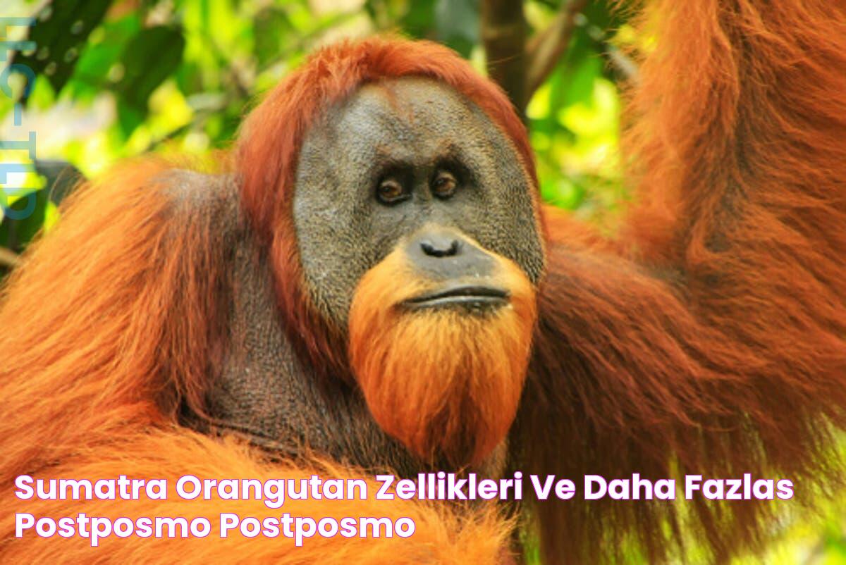 Sumatra Orangutanı, Özellikleri ve Daha Fazlası ️ Postposmo Postposmo