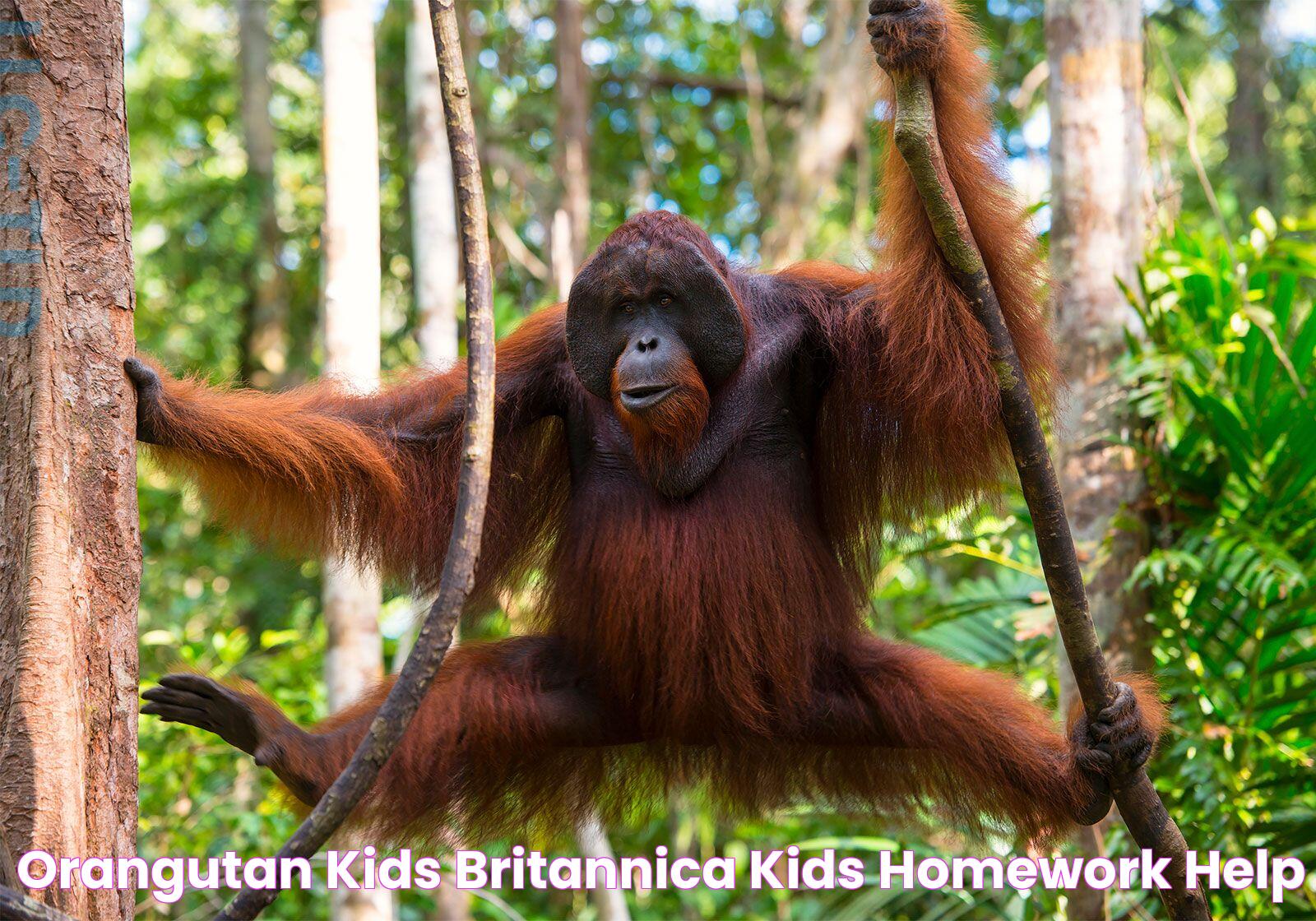 orangutan Kids Britannica Kids Homework Help