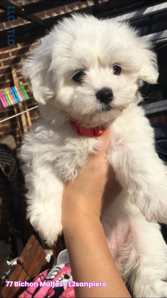 77+ Bichon Maltese l2sanpiero