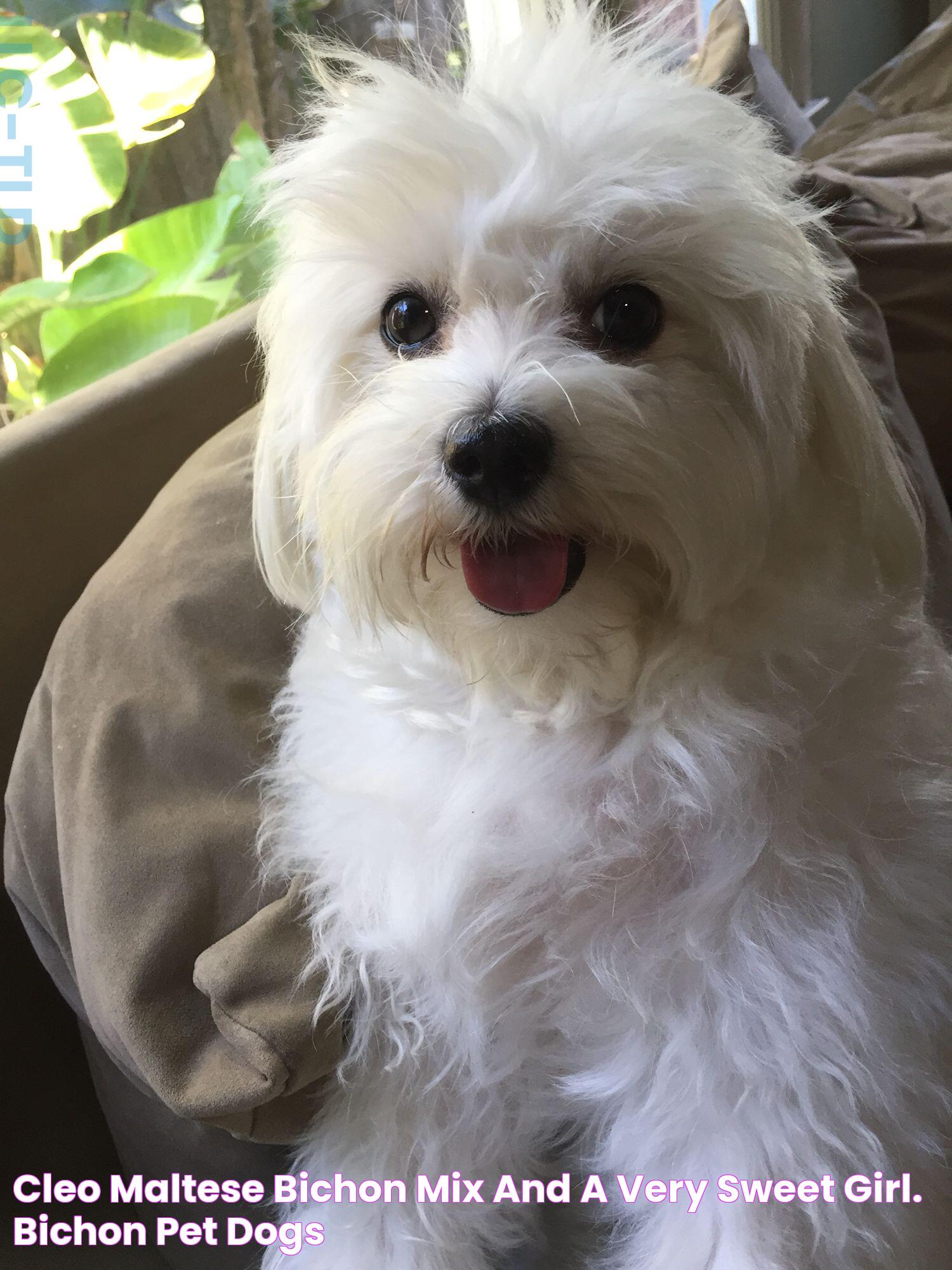 Cleo Maltese bichon mix and a very sweet girl. Bichon, Pet dogs