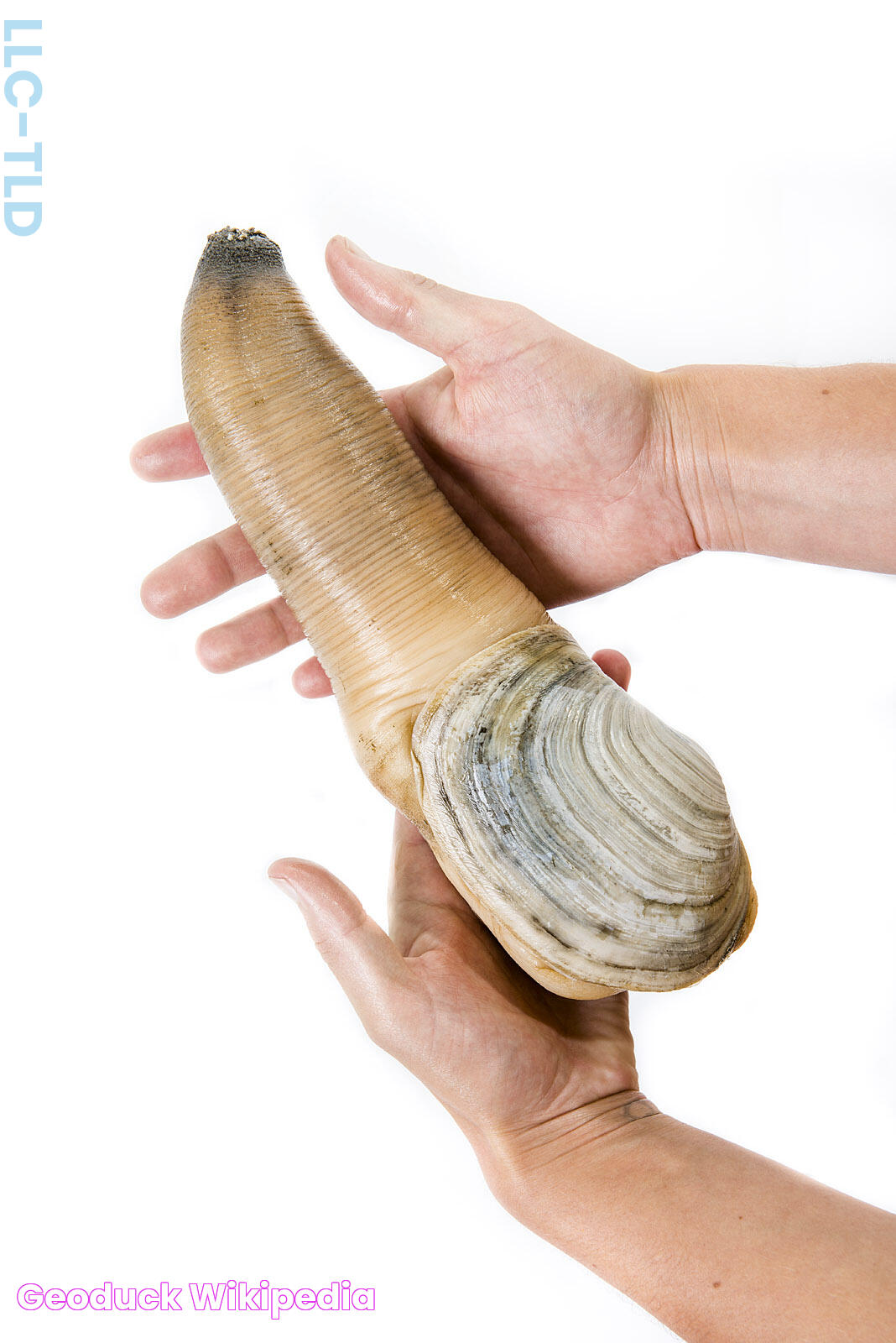 Explore The Culinary Delights Of Geoduck Clams: A Unique Seafood Adventure