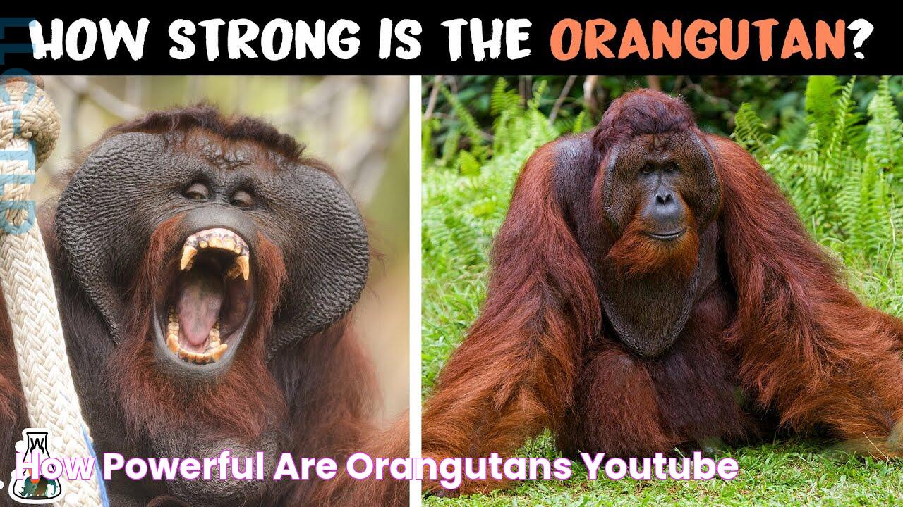 How Powerful are Orangutans? YouTube