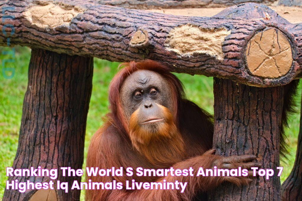 Orangutan IQ: Unlocking The Secrets Of The Animal Kingdom