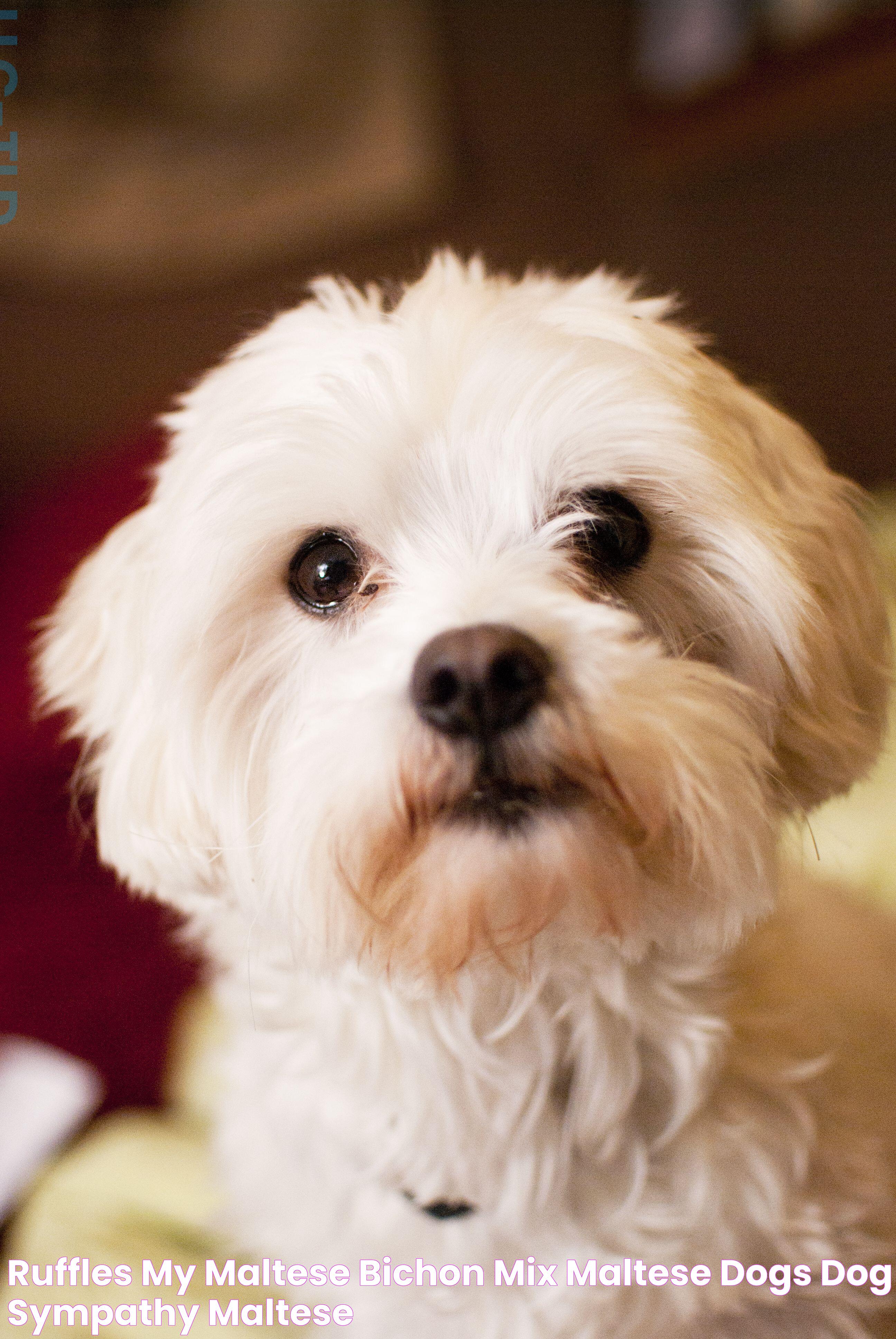 The Ultimate Guide To Bichon Maltese Dogs: Everything You Need To Know