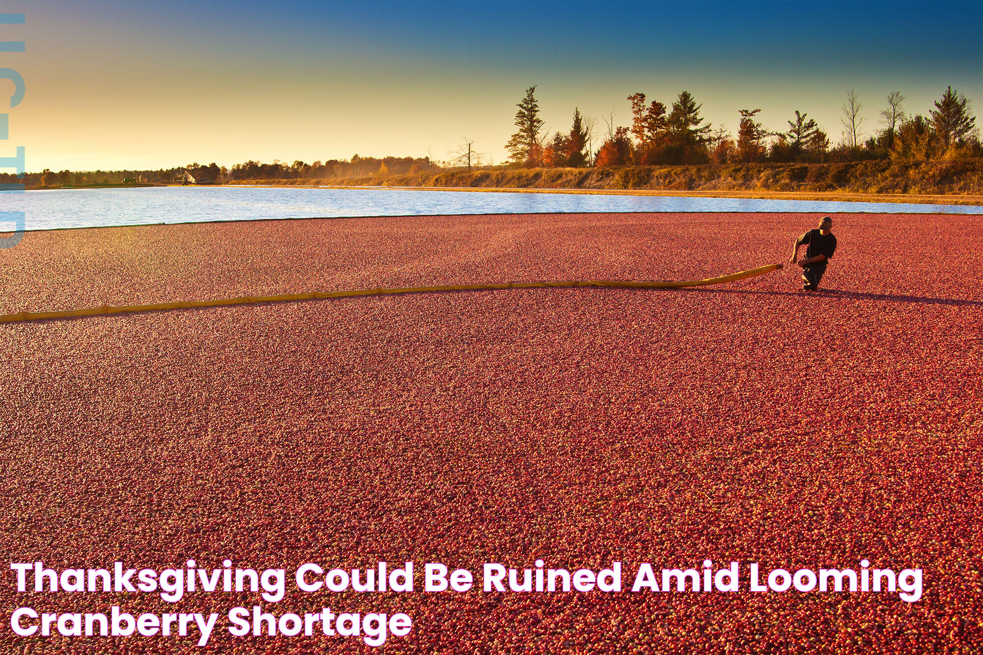 Cranberry Crisis: Looming Shortage Threatens Thanksgiving Traditions