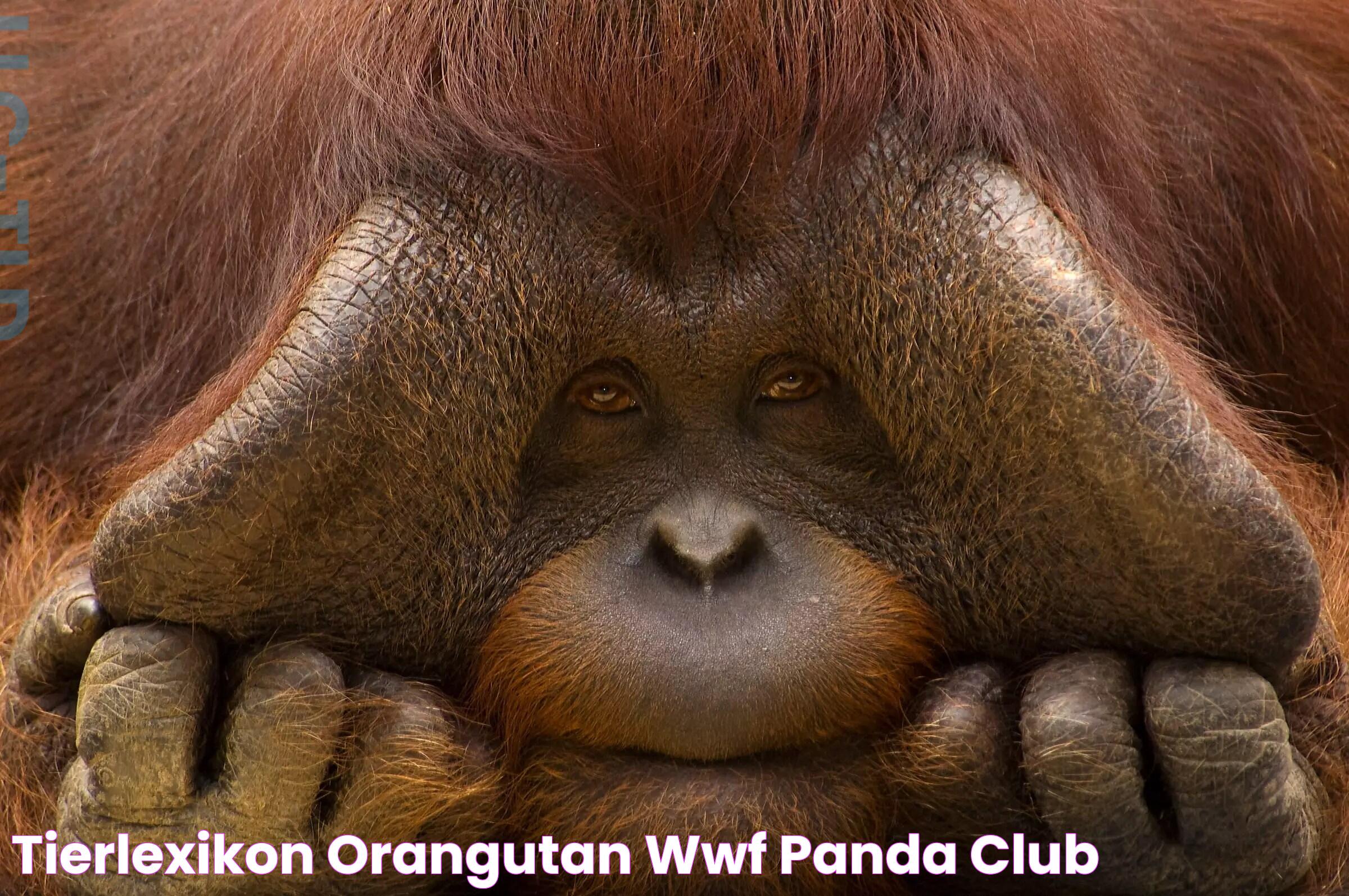 Tierlexikon OrangUtan WWF Panda Club