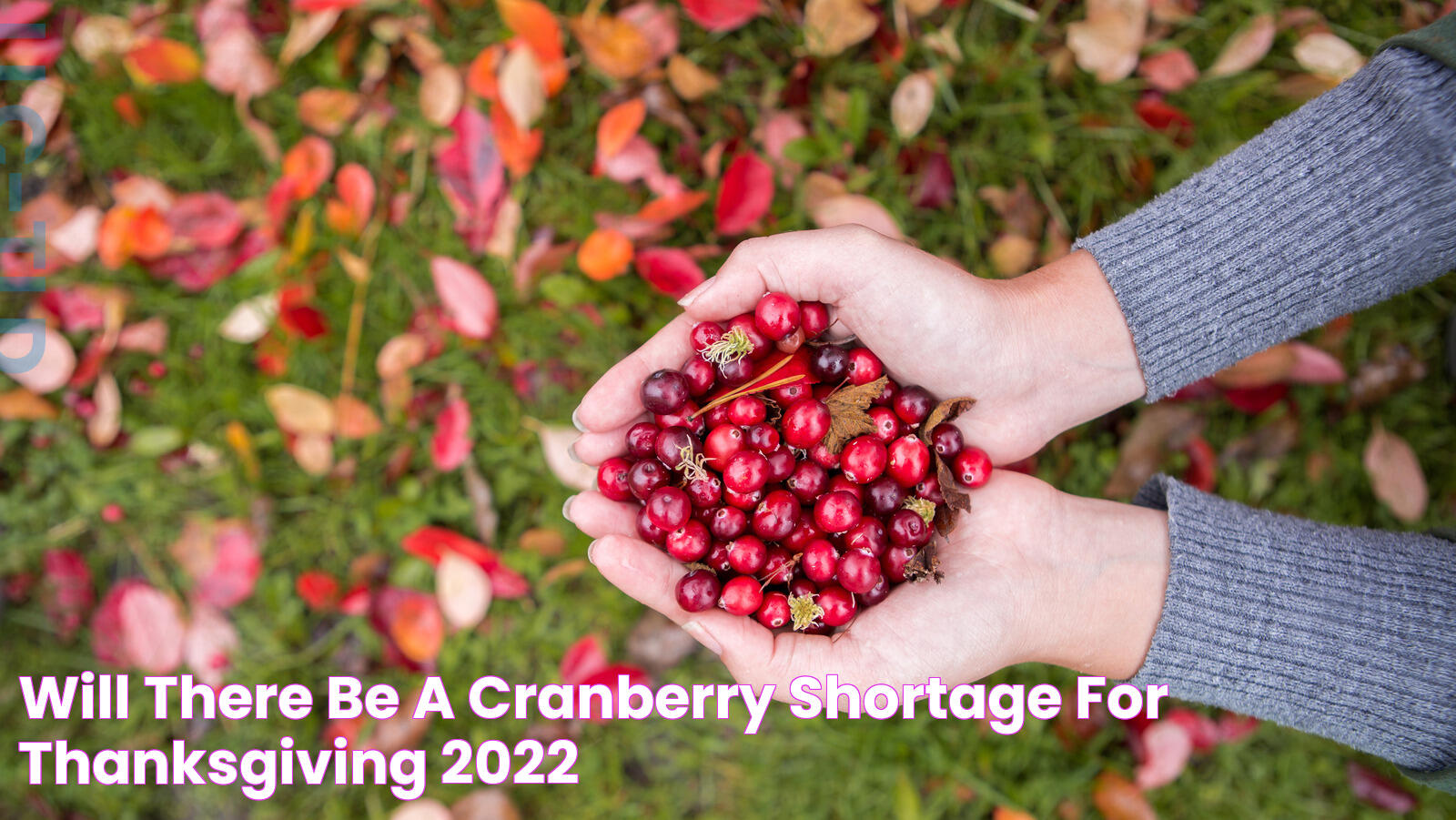 Will There Be A Cranberry Shortage For Thanksgiving 2022?