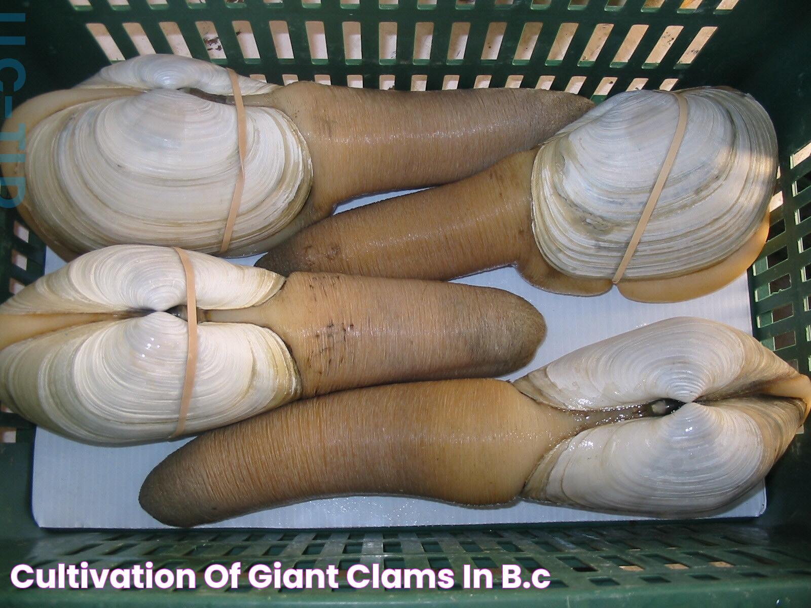 cultivation of giant clams in B.C