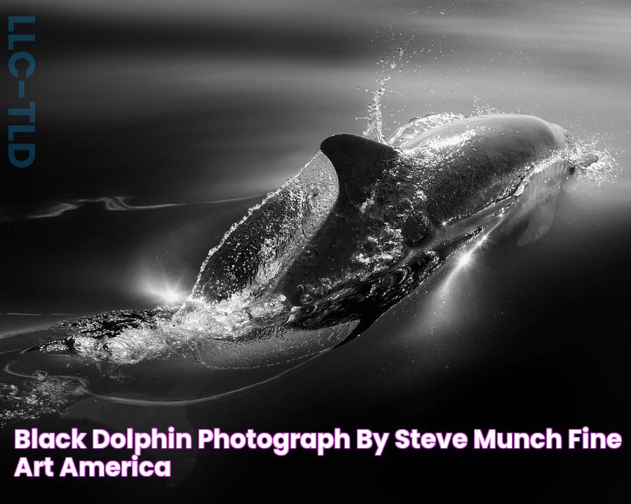 Black Dolphin Photograph by Steve Munch Fine Art America