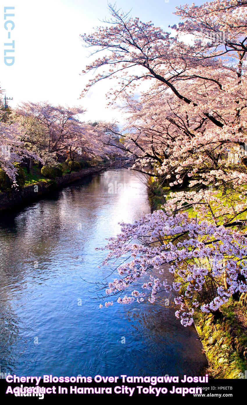 Cherry Blossoms over Tamagawa Josui Aqueduct in Hamura city Tokyo Japan