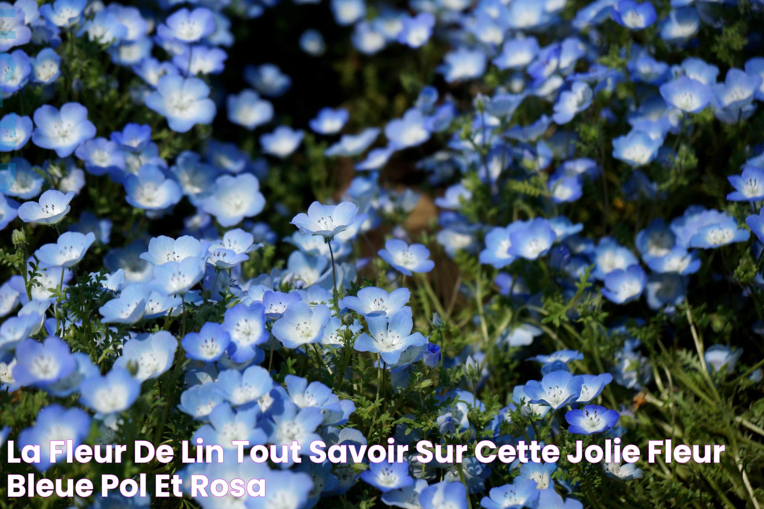 La fleur de lin Tout savoir sur cette jolie fleur bleue Pol et Rosa