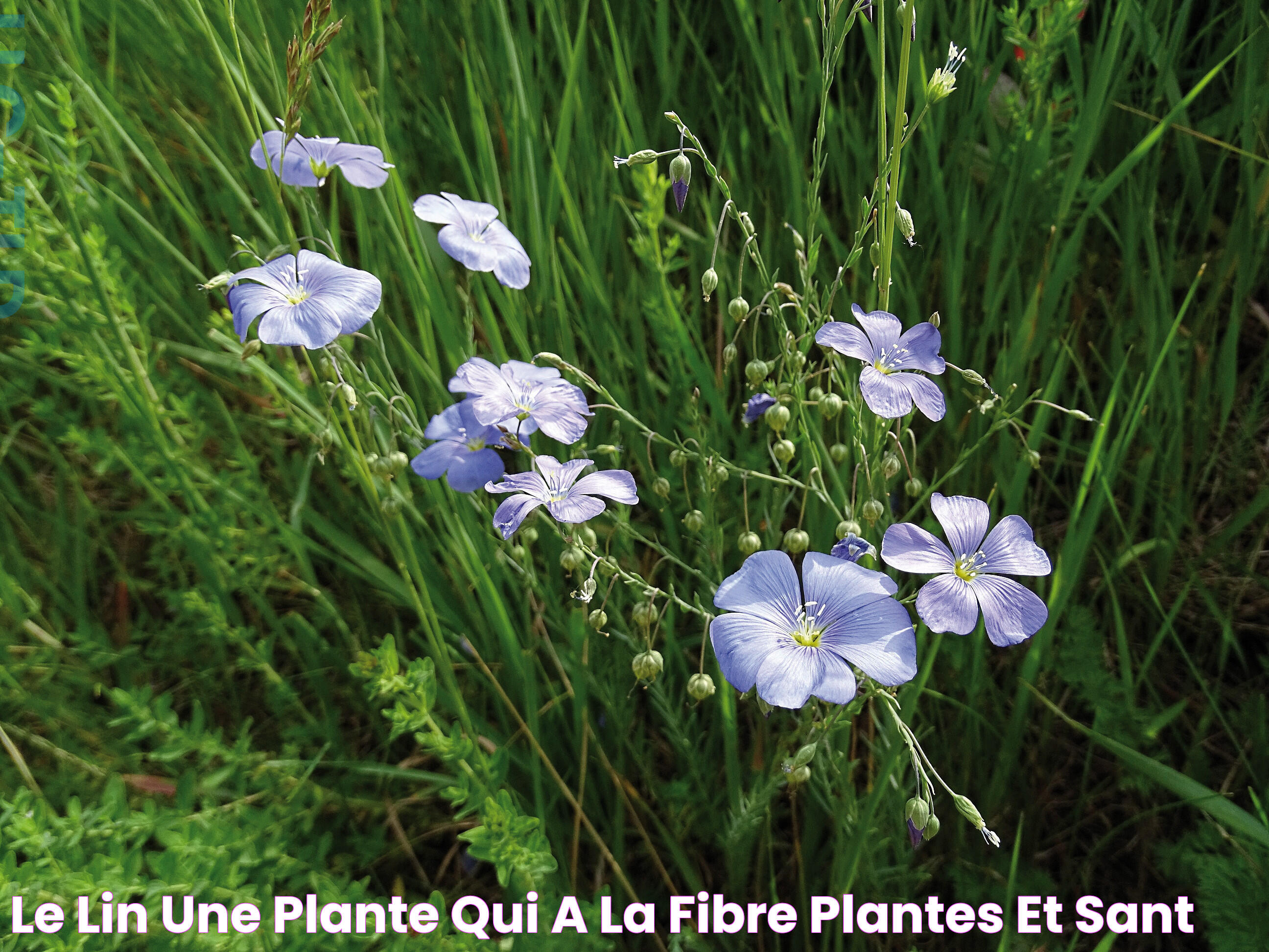 Le lin, une plante qui a la fibre Plantes et Santé