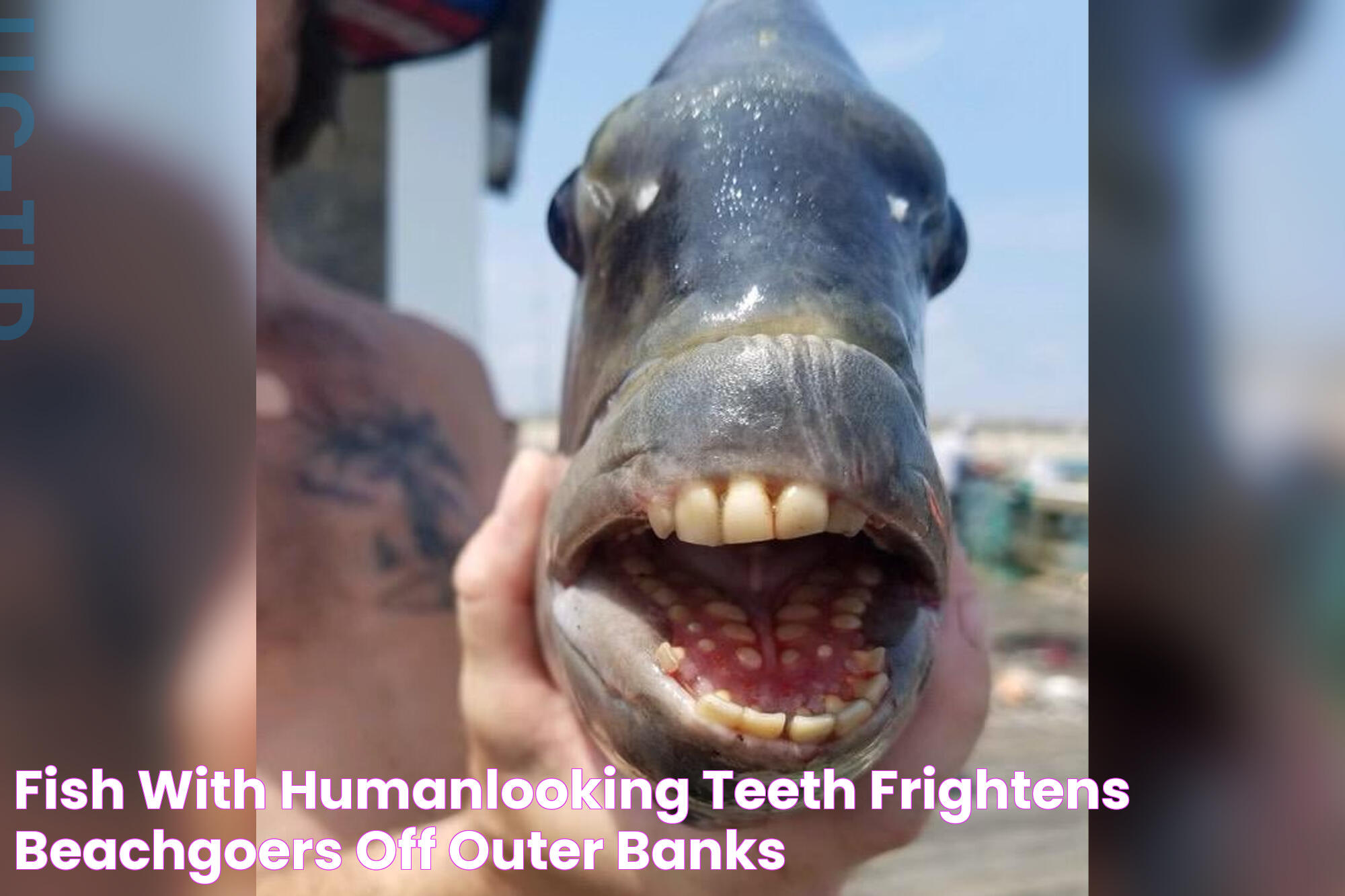 Astonishing Discoveries: Fish With Surprisingly Human-Like Teeth