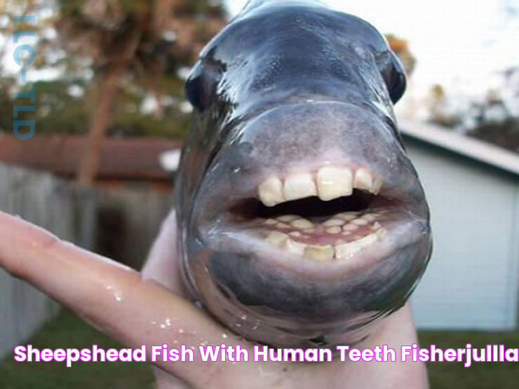 Sheepshead Fish With Human Teeth fisherjullla