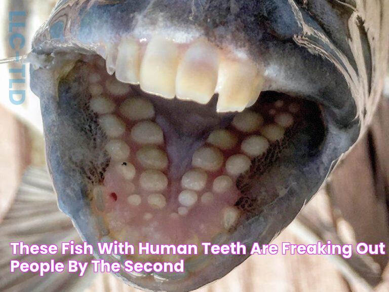 These Fish With Human Teeth Are Freaking Out People By The Second