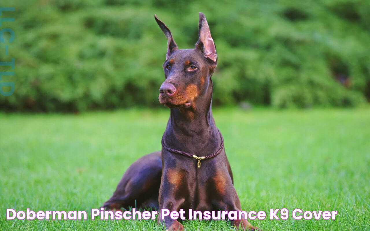 Doberman Pinscher Pet Insurance K9 Cover