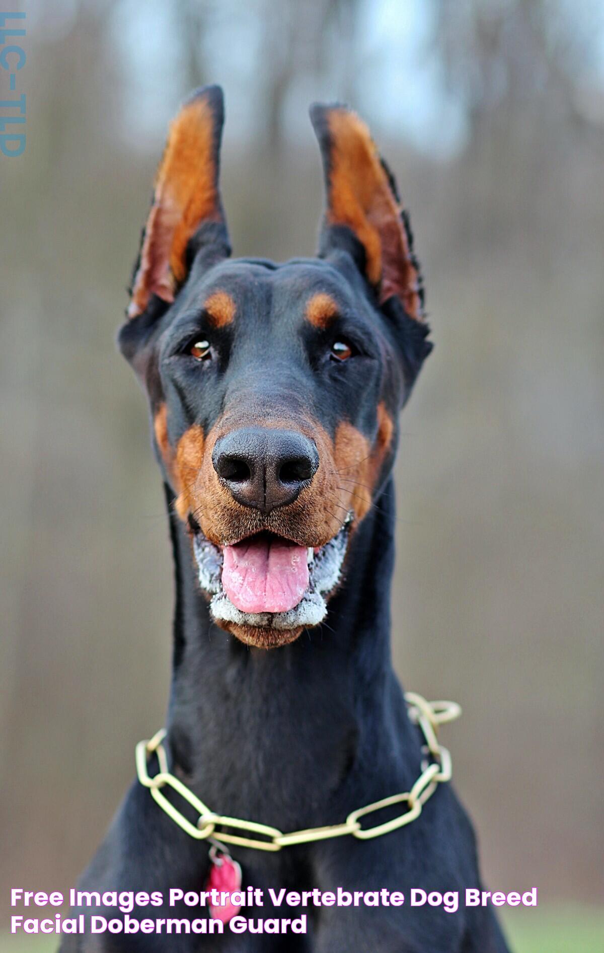 Free Images portrait, vertebrate, dog breed, facial, doberman, guard