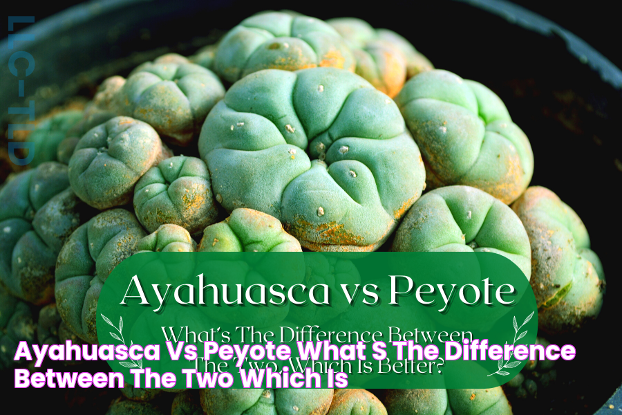 Ayahuasca Vs Peyote What's The Difference Between The Two, Which Is