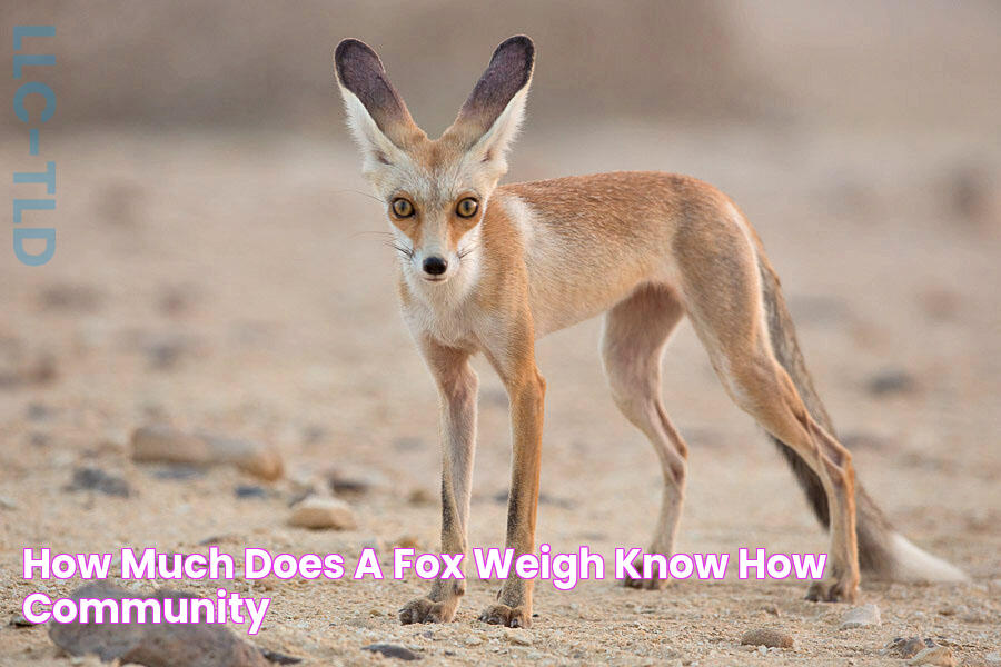 How Much Does a Fox Weigh Know How Community