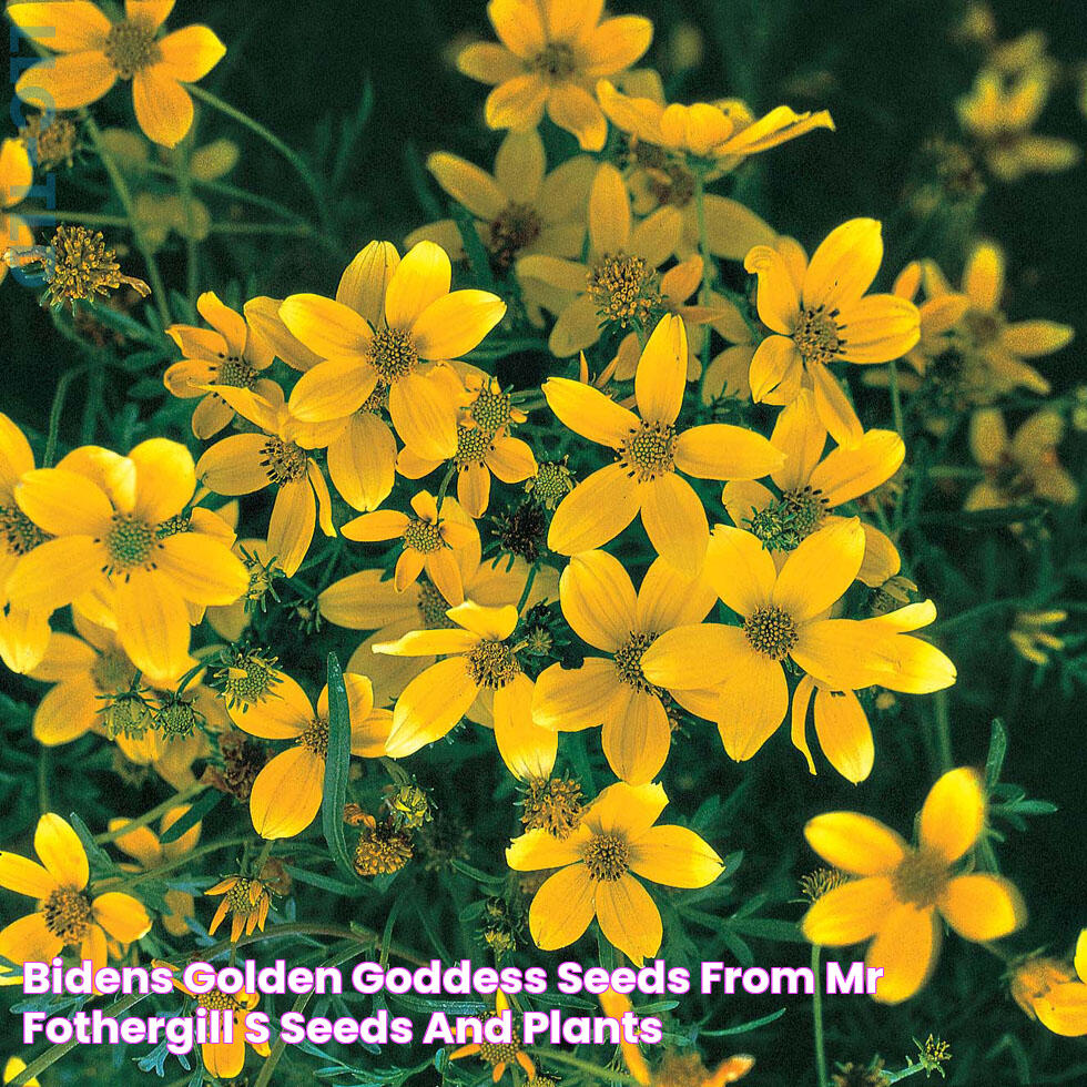 Bidens Golden Goddess Seeds from Mr Fothergill's Seeds and Plants