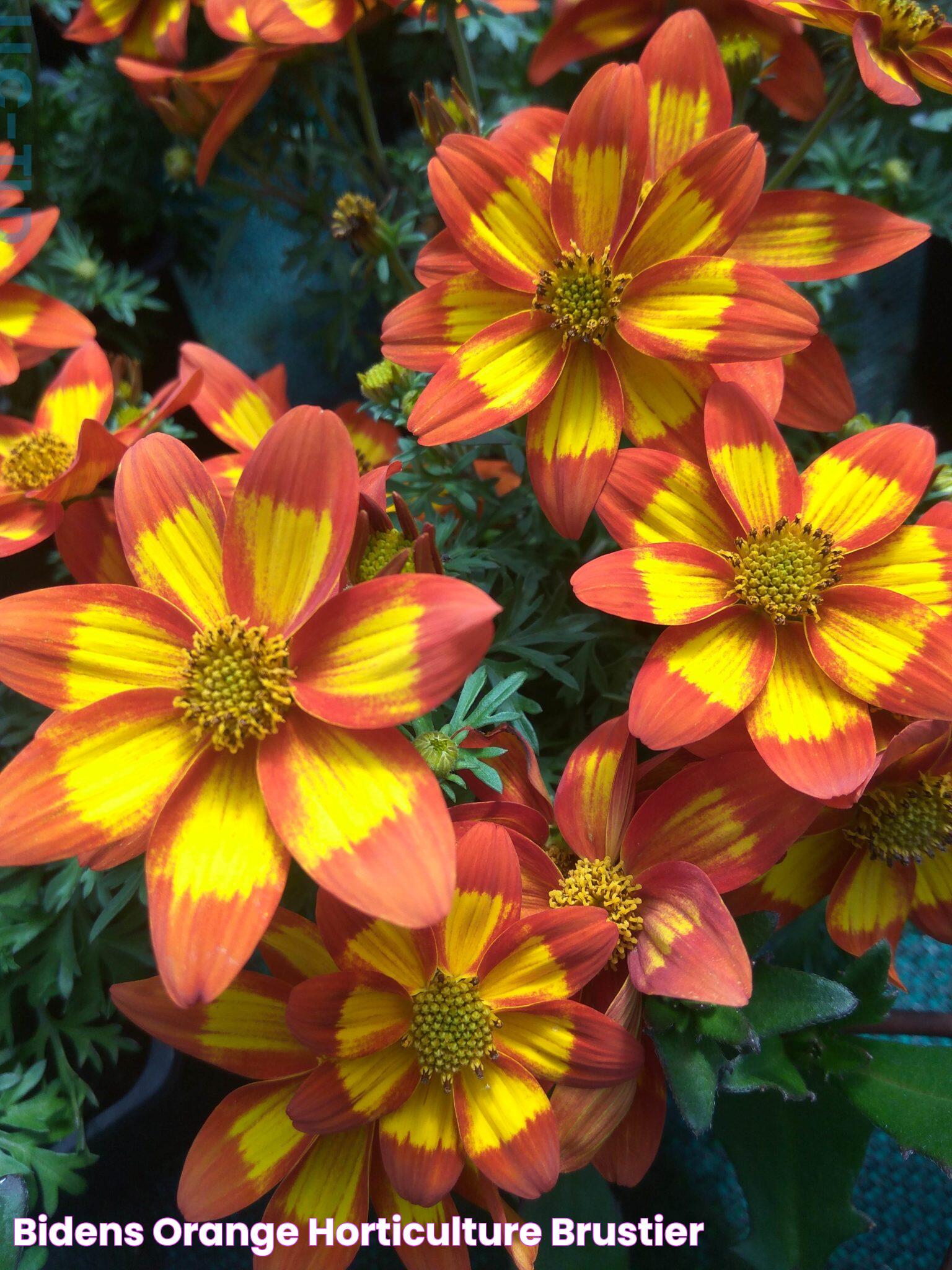 Bidens orange Horticulture Brustier