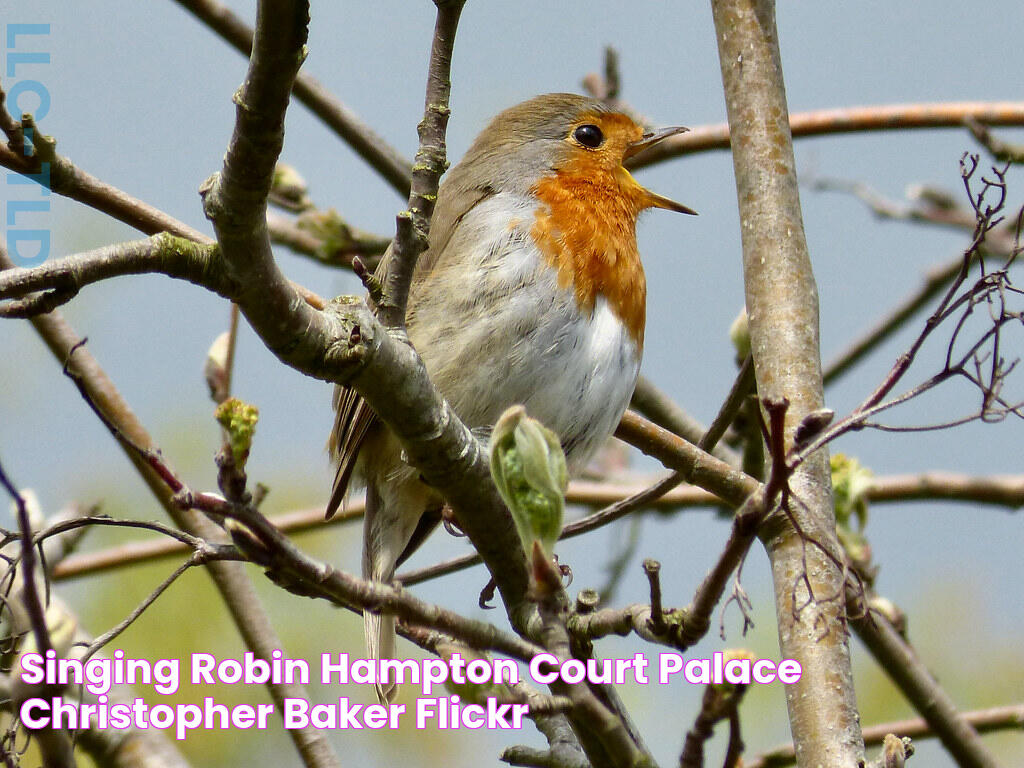 Singing Robin, Hampton Court Palace Christopher Baker Flickr